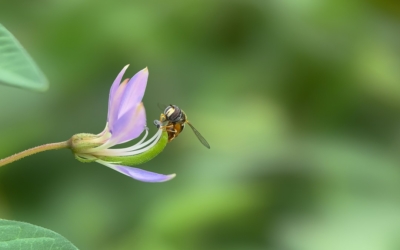 Using virtual reality to study insect behaviour