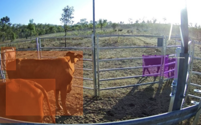 Enhancing cattle monitoring with AI